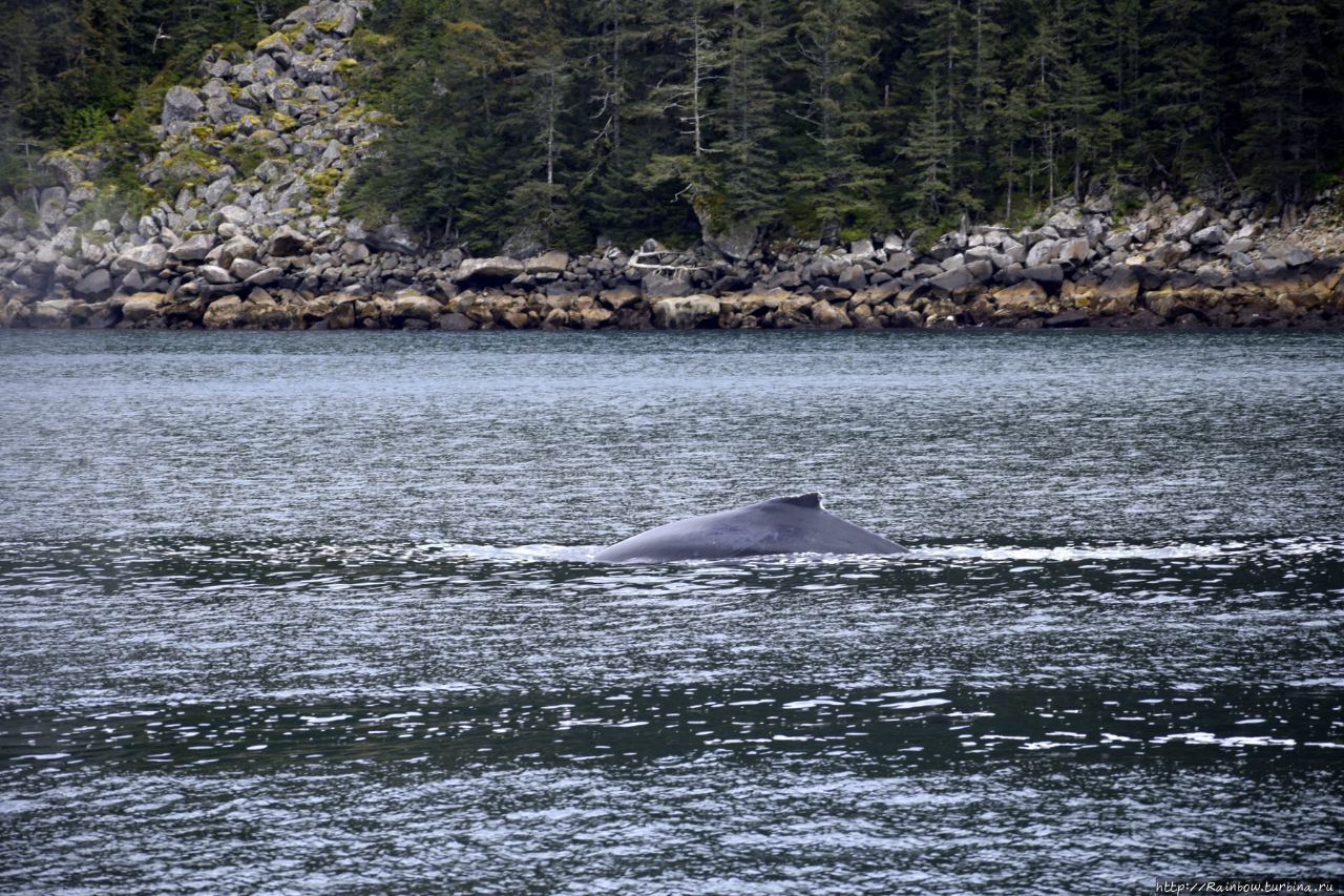 Kenai Fjords Wilderness Lodge Halibut Cove