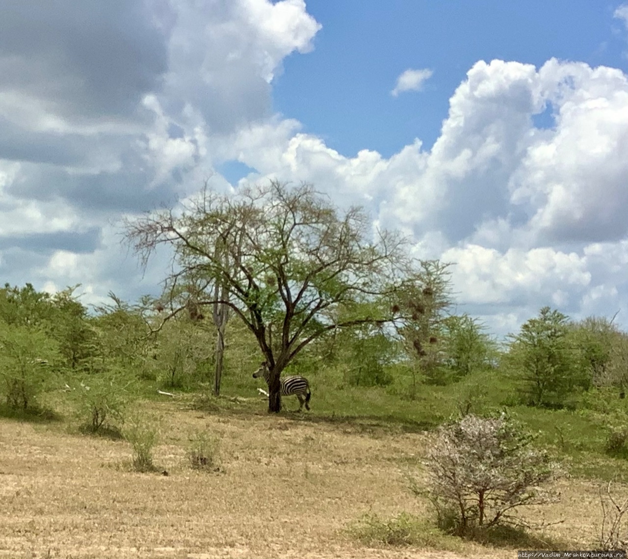 Зебра прячется за деревом. Заказник Селус, Танзания