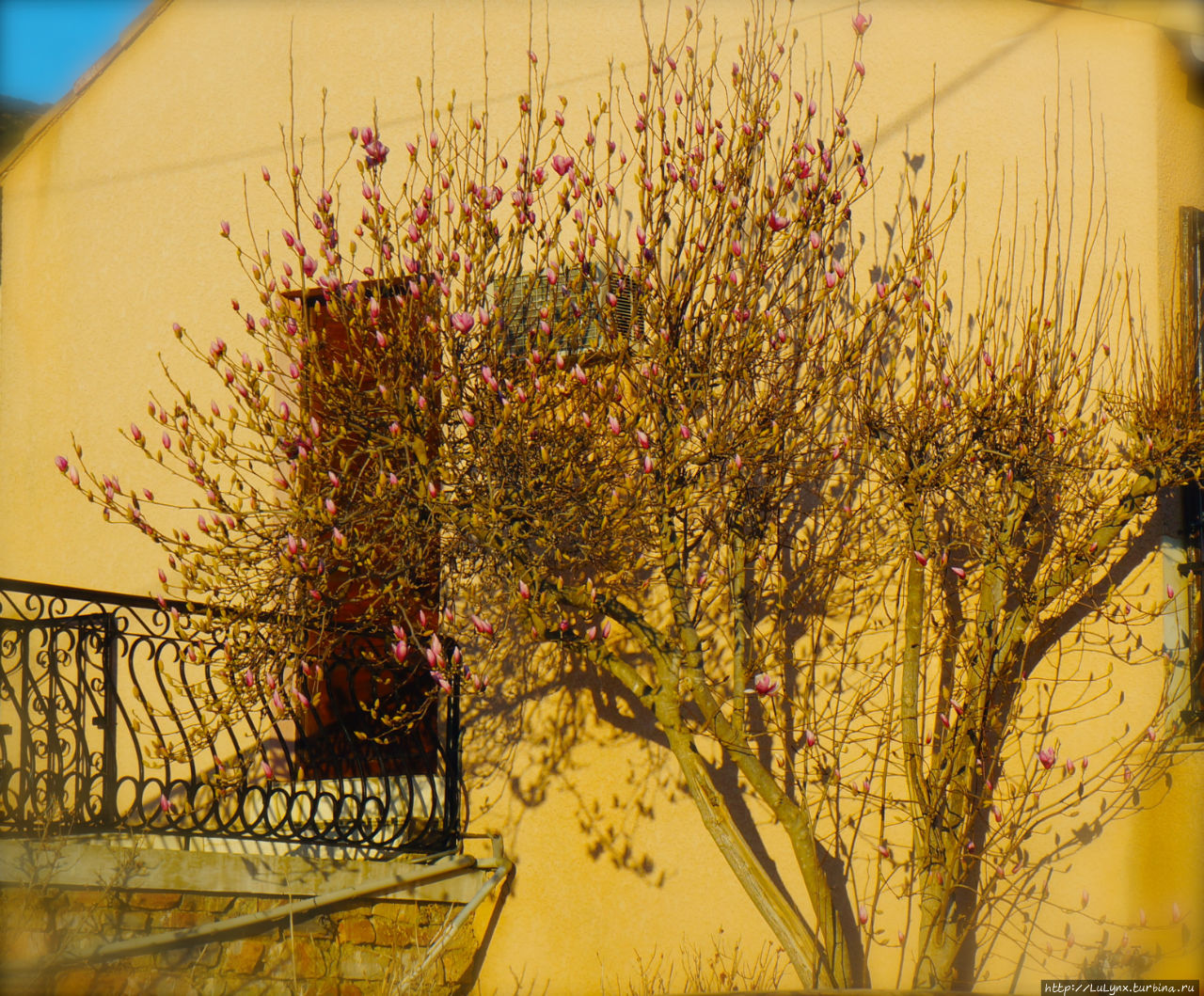 Магнолия листопадная в цвету Безье, Франция