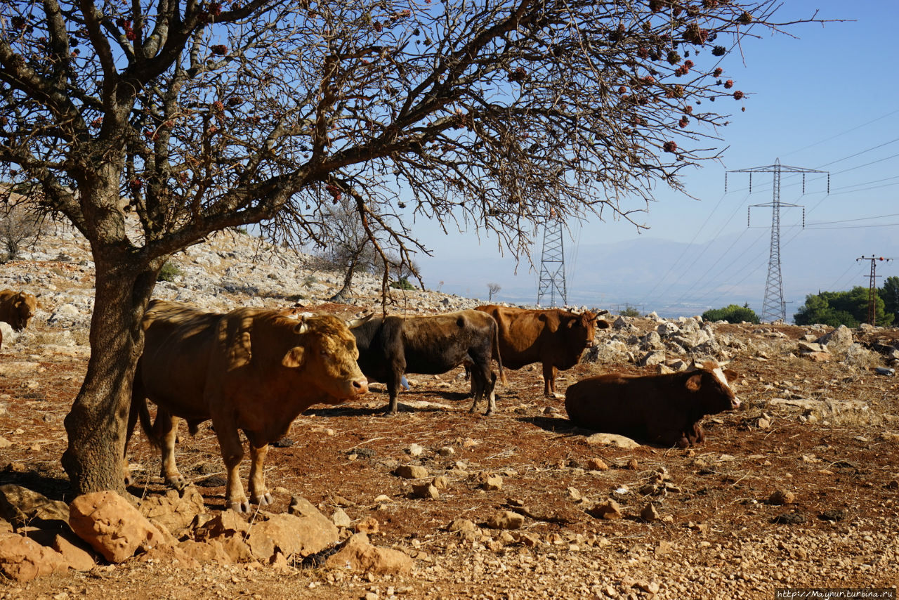 В  Израиле  существует  две формы  содержания крупного рогатого  скота  —  стойловое и мясное. Последних  гораздо меньше, но мяса  в  стране  достаточно
Перед  нами явно  коровы  на  мясо. Мерон (город и гора 1208м), Израиль