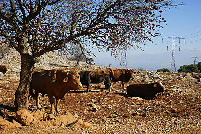 В  Израиле  существует  две формы  содержания крупного рогатого  скота  —  стойловое и мясное. Последних  гораздо меньше, но мяса  в  стране  достаточно
Перед  нами явно  коровы  на  мясо.