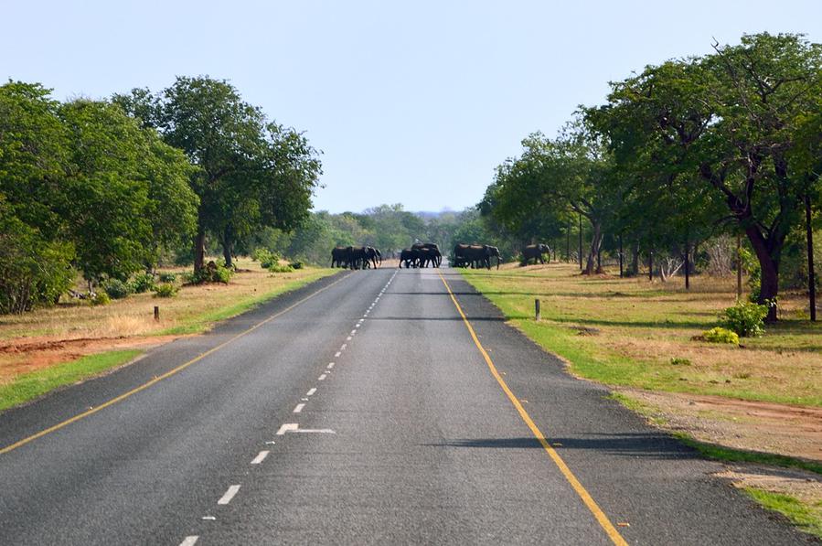 Едем, уже из парка выехали, как вдруг... дорогу пересекло стадо слонов! Национальный парк Чобе, Ботсвана