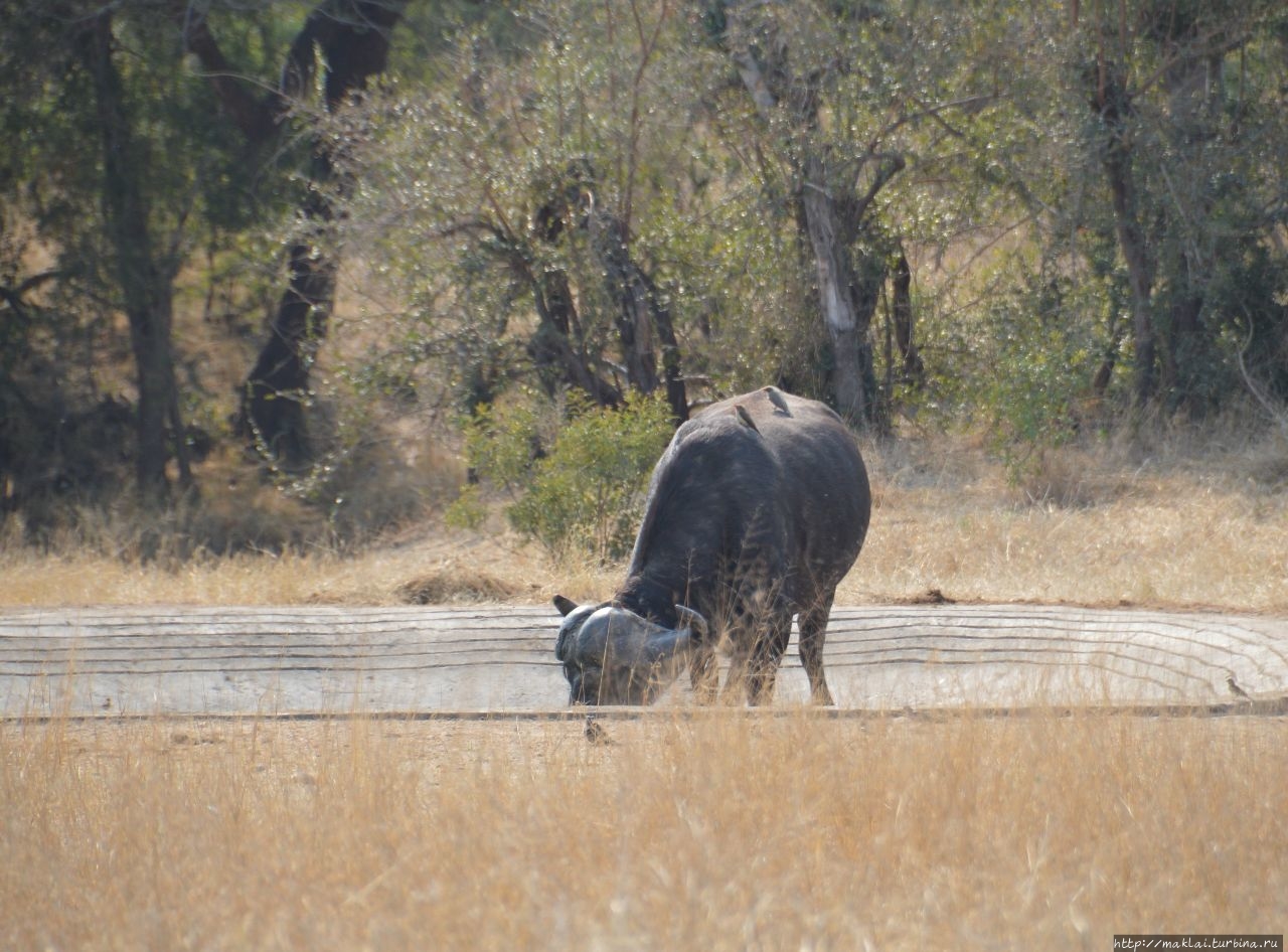ЮАР. Национальный парк Крюгера. Ожидания и реальность Национальный парк Крюгер, ЮАР