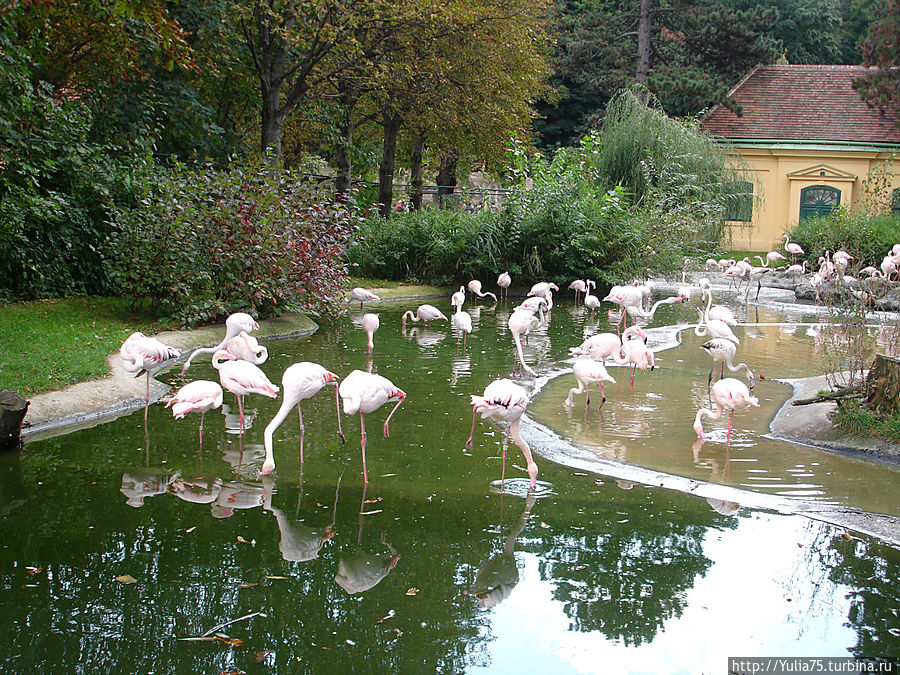 Зоопарк Шёнбрунн Вена, Австрия