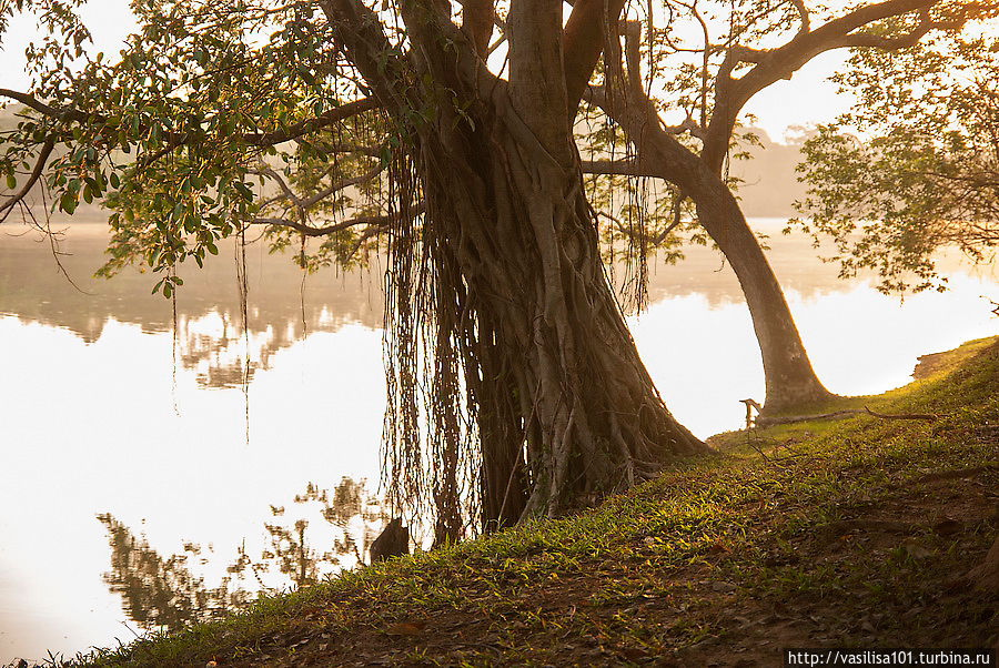 Пруд вокруг Анкор Вата