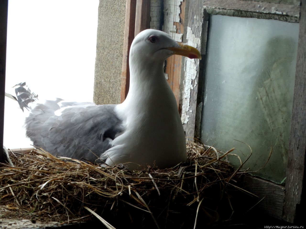 Хозяйка  четвертого этажа