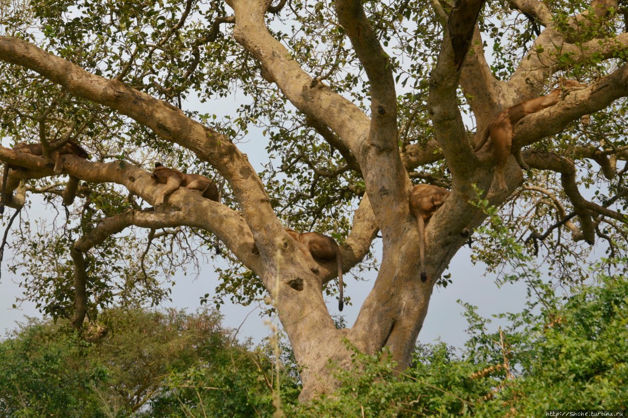 фото из интернета Королевы Елизаветы Национальный Парк, Уганда