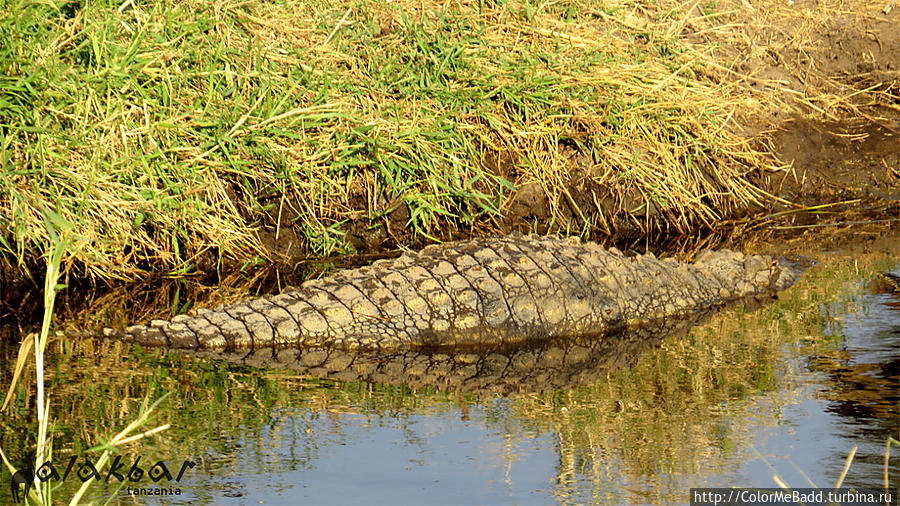 ну какая Африка без крокодила? Танзания