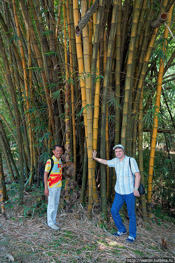 Жёлтый бамбук. Ява, Индонезия