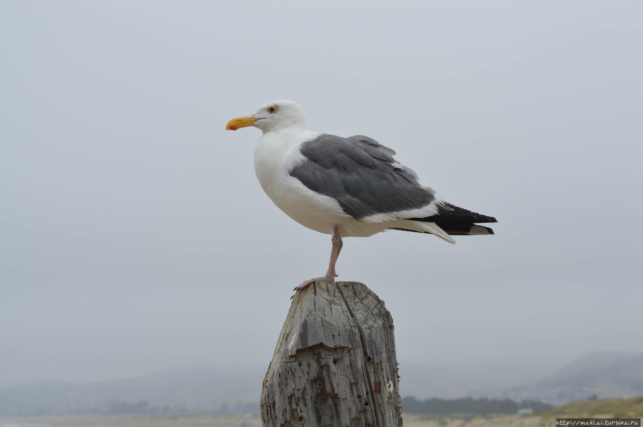 Птица чайка Штат Калифорния, CША