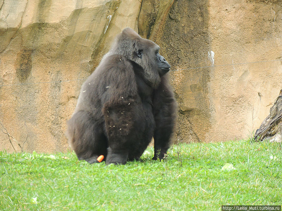 Лиссабонский ZOO-Дом Лиссабон, Португалия