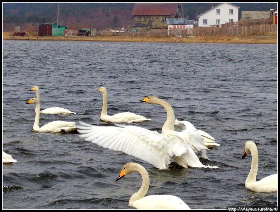 Пусть  летят  по  небу  лебеди... Южно-Сахалинск, Россия