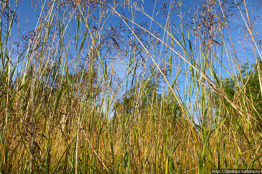 Сквозь шелест травы... (стихи) Мурманская область, Россия