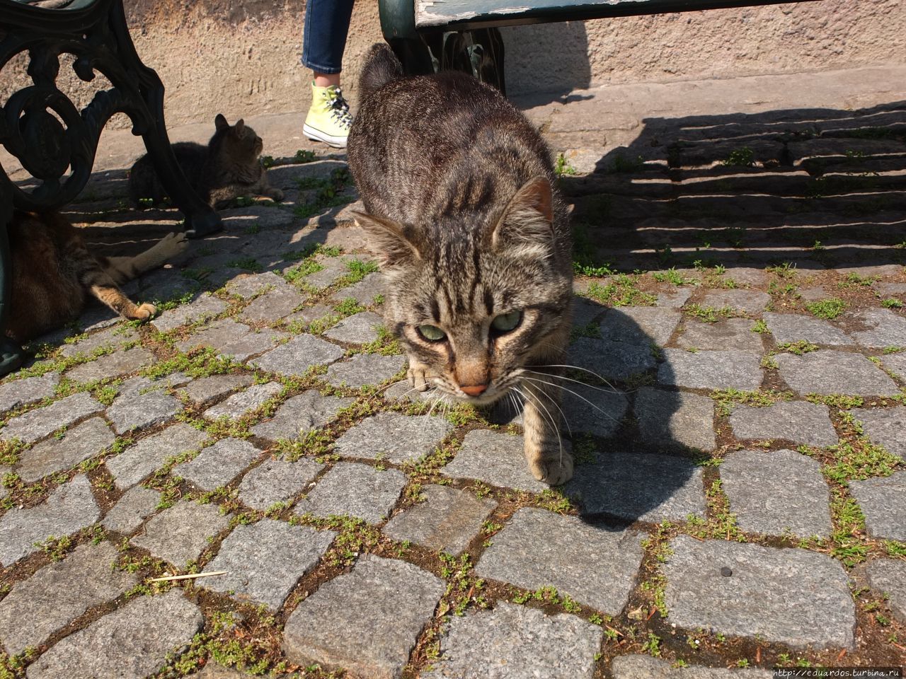 Моя кошачья реабилитация на Турбине))) Турция