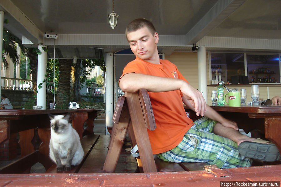 Коты любят Аркадия, как Аркадий любит котов Гагрский район, Абхазия