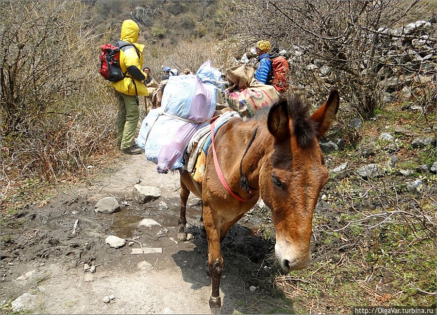 Непальские лошадки, хоть и маленького росточку, а сильные и выносливые Лангтанг, Непал