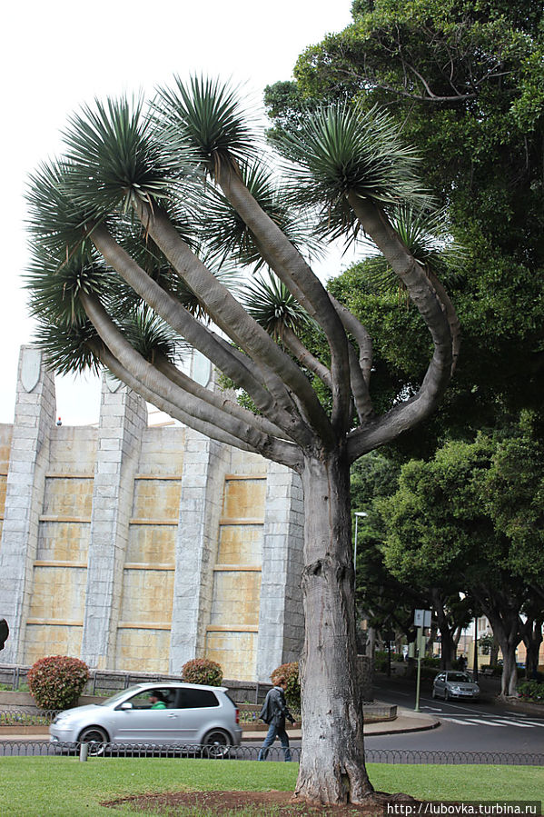 Драконово дерево (Dracaena draco) в  городе Санта Крус. Икод-де-лос-Винос, остров Тенерифе, Испания