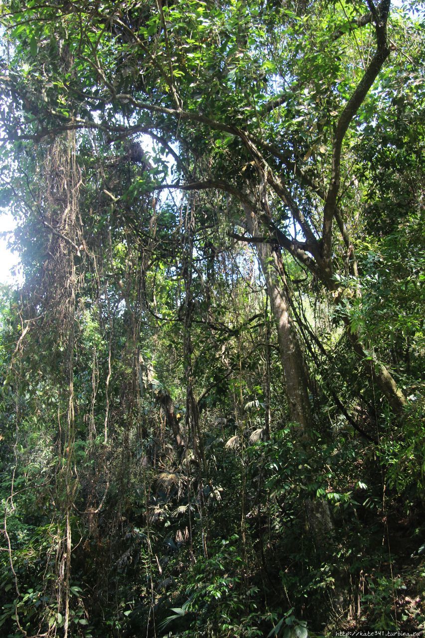 Минка, Маринка и волшебный гамак Сьерра-Невада-де-Санта-Марта Национальный Парк, Колумбия