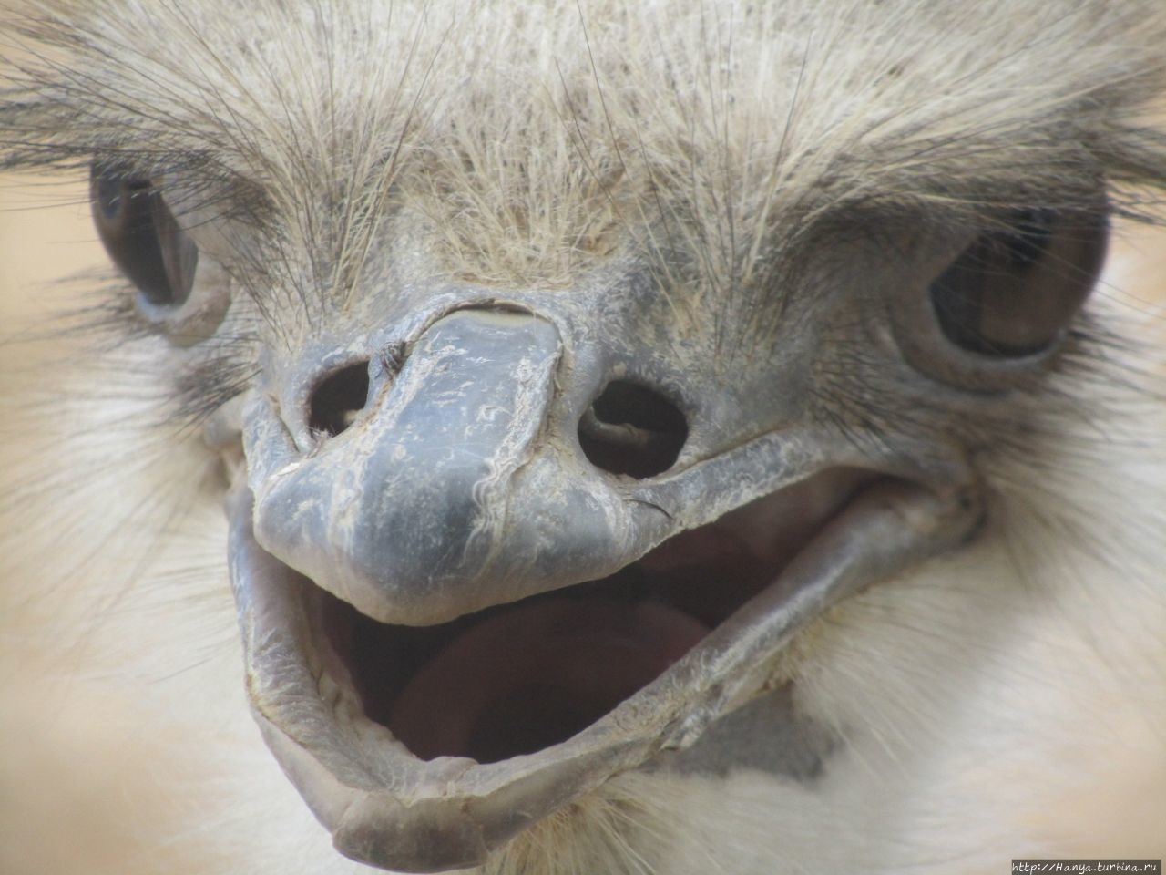 Страусиная ферма Safari Ostrich Show Farm Оудсхорн, ЮАР