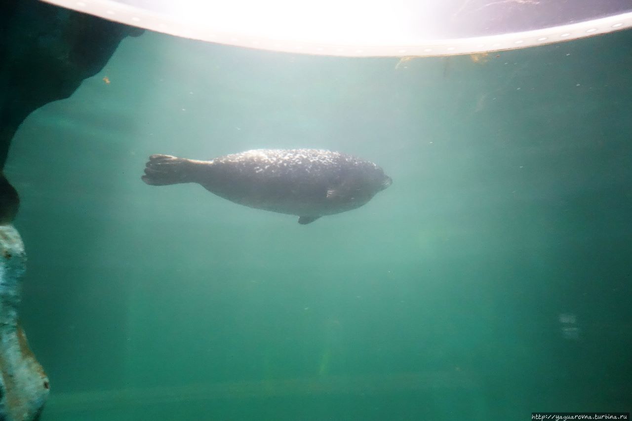 Арктический парк «Полярия» Тромсё, Норвегия Арктический парк «Полярия» Тромсё, Норвегия