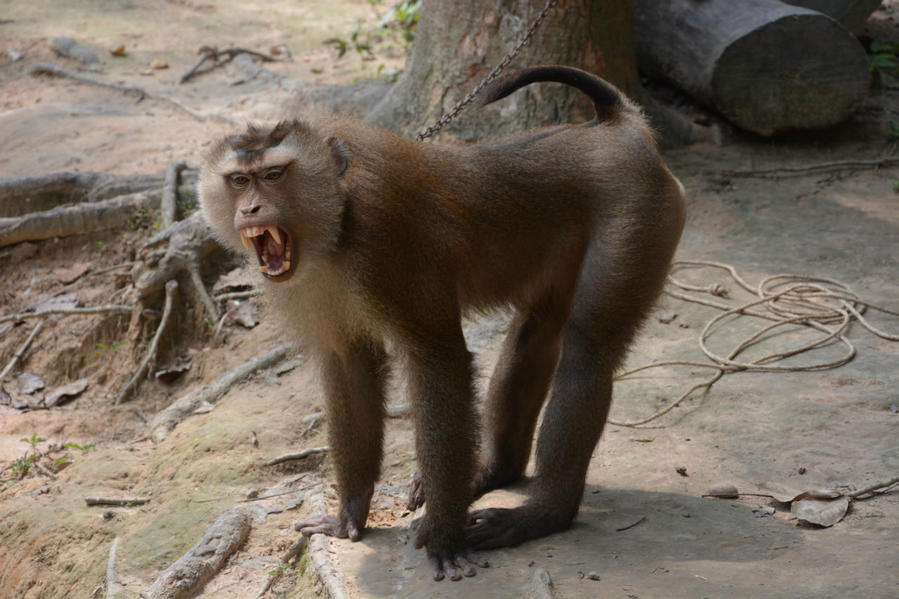 Школа обезьян / Lanta Monkey School