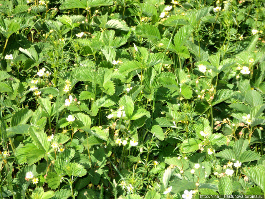 Последний день весны Оренбургская область, Россия