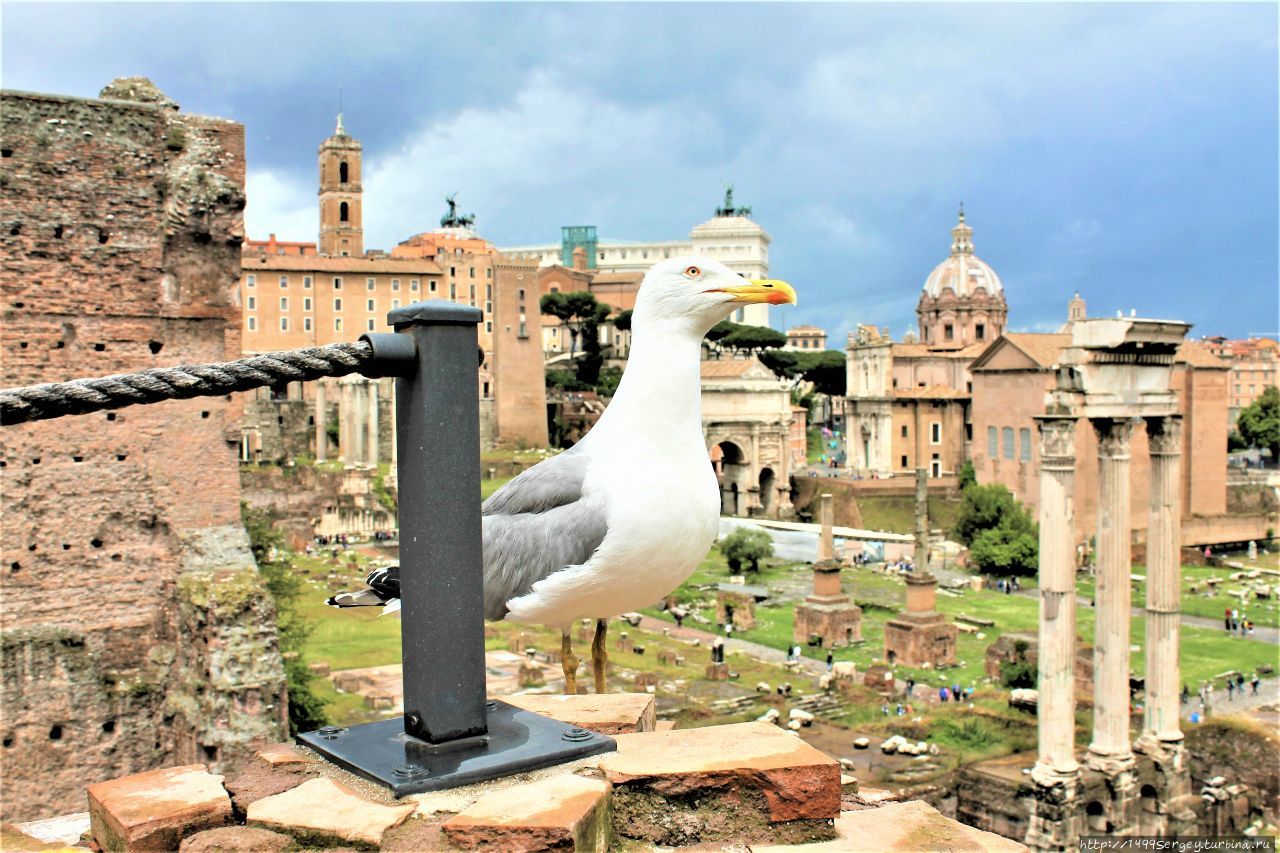 Римские чайки, как достопримечательность Вечного города Рим, Италия