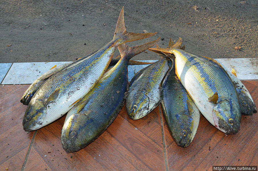 только что выловленная рыба — местный лосось, как мне сказали Коста-Рика