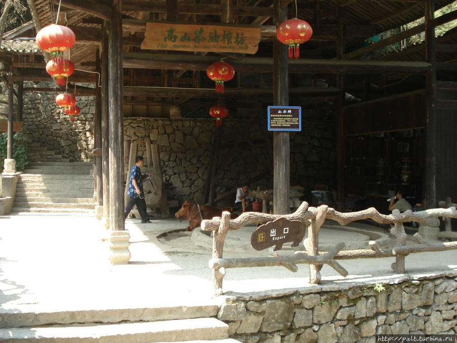Пока туристы любуются самым-самым-самым теремом коровке можно и отдохнуть. Чжанцзяцзе Национальный Лесной Парк (Парк Аватар), Китай