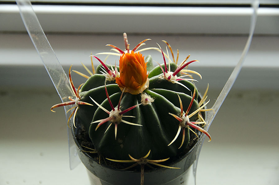 И снова новости нашего городка Штат Вашингтон, CША