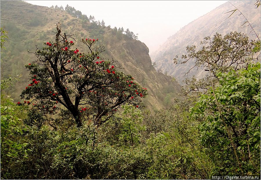 Дорога к озеру поначалу проходит по лесистым горам с крутыми склонами Лангтанг, Непал