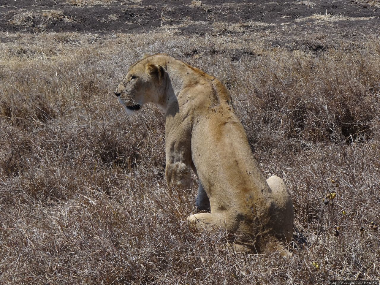 Львы вроде бы безразличны к машинам, но, к ужасу гида, реагируют на кис-кис. Нгоронгоро (заповедник в кратере вулкана), Танзания