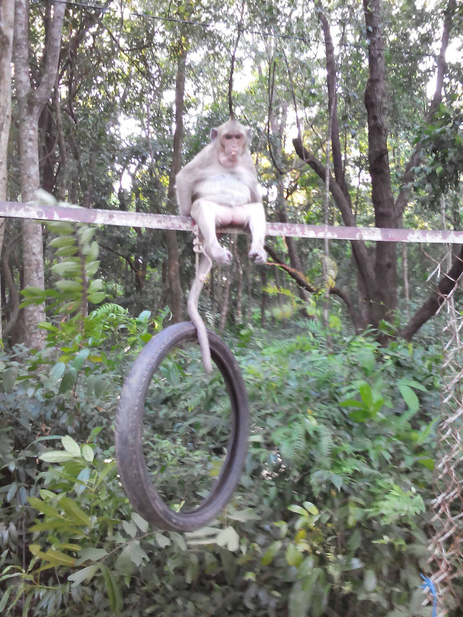 Сиануквиль. Камбоджа. Где много — много диких обезьян Сиануквиль, Камбоджа