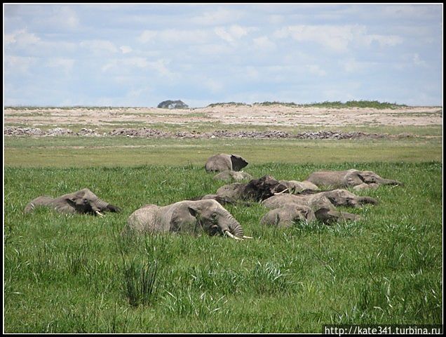 Открытие нового континента. Часть 5. Амбосели Амбосели Национальный Парк, Кения