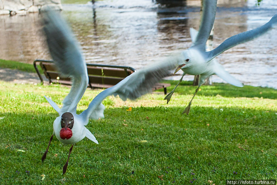 Чайки дерутся из-за клубники
