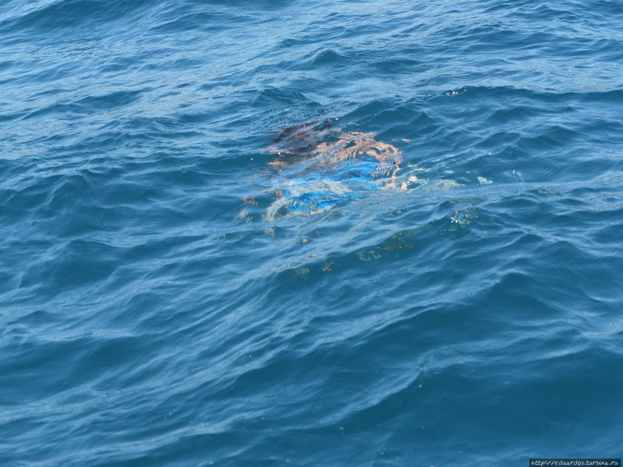 Морская рыбалка в Алуште Алушта, Россия