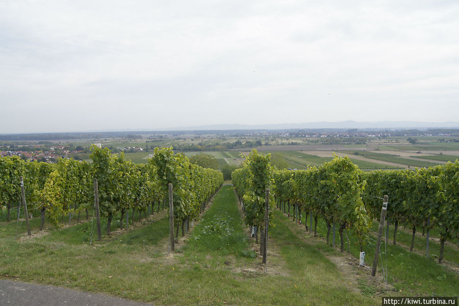 Виноградники Германия