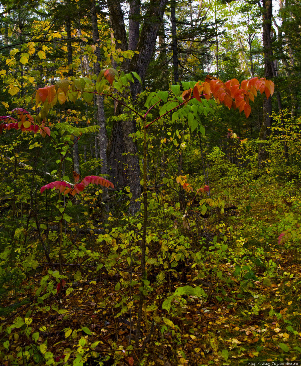 Повеяло осенью Сихотэ-Алинский Биосферный Заповедник, Россия