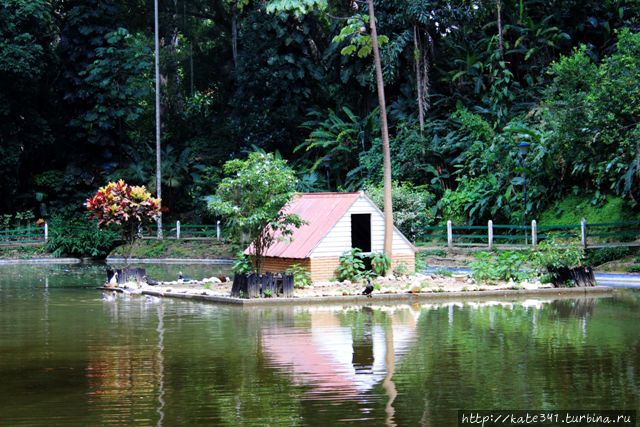 День Рождения в ботаническом саду Букараманга, Колумбия