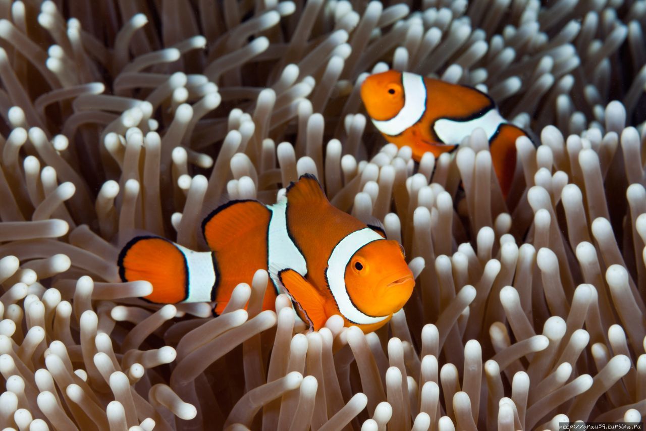 (Из Интернета) Риф Оспри, Территория островов Кораллового моря