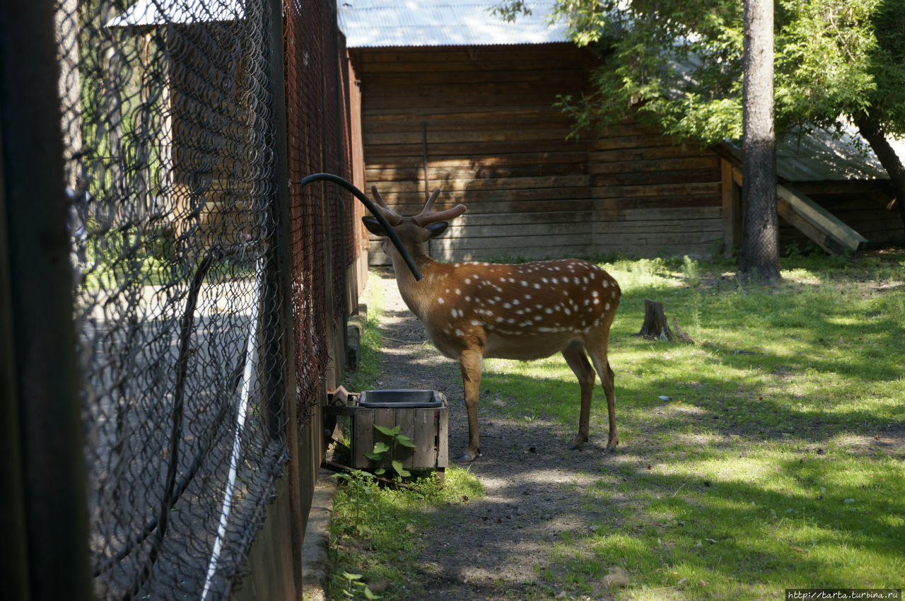 Городской зоопарк. Новосибирский зоопарк Novosibirsk Zoo. Зоосад Новосибирск. Зоологический парк в Новосибирске. Зоосад Новосибирский Альгамбра.