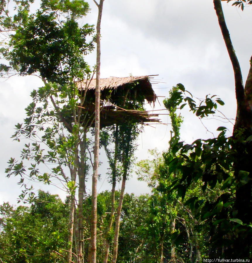 Свои дома Короваи строят высоко на деревьях Джайпура, Индонезия