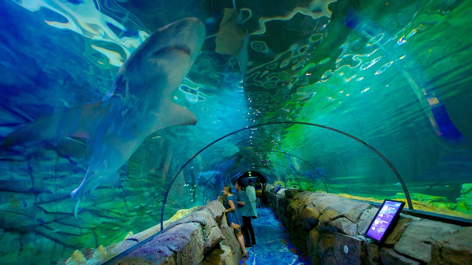 Аквариум Сиднея / Sydney Aquarium