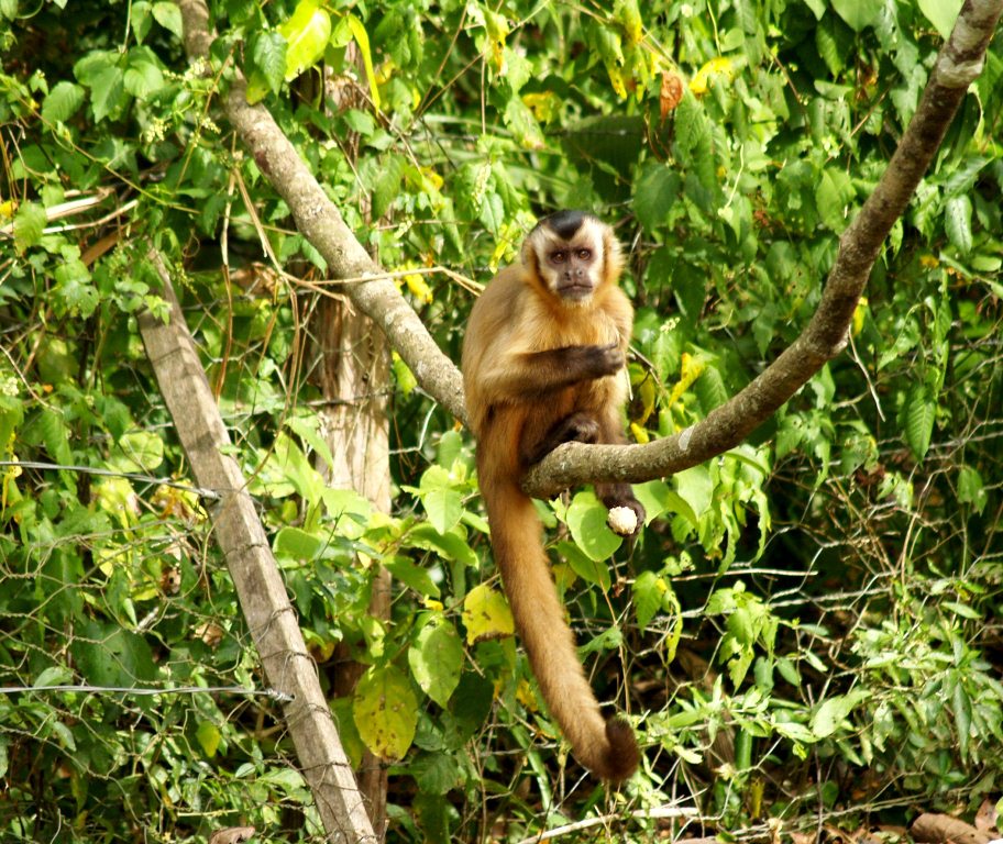 Наблюдение животных в нацпарке Серра-да-Бодокена Серра-да-Бодокена Национальный Парк, Бразилия