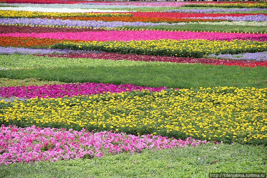 Благоухающий ковер Красной площади Москва, Россия