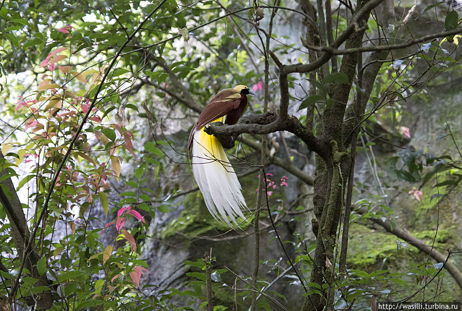 Райская птичка. Ява, Индонезия