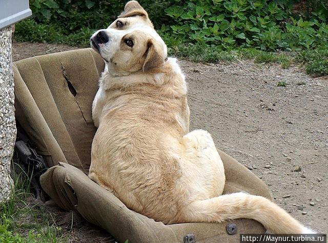 Барыня.  Россия.