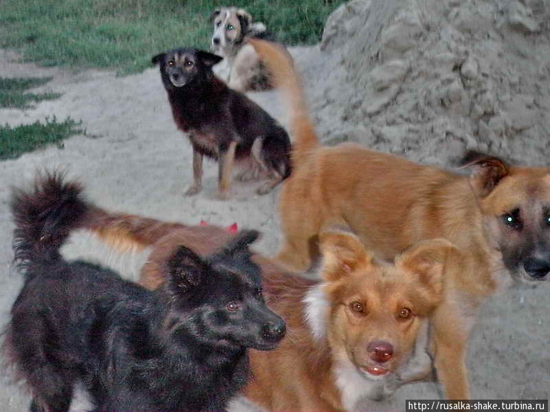 Собаки субурбии Батайск, Россия