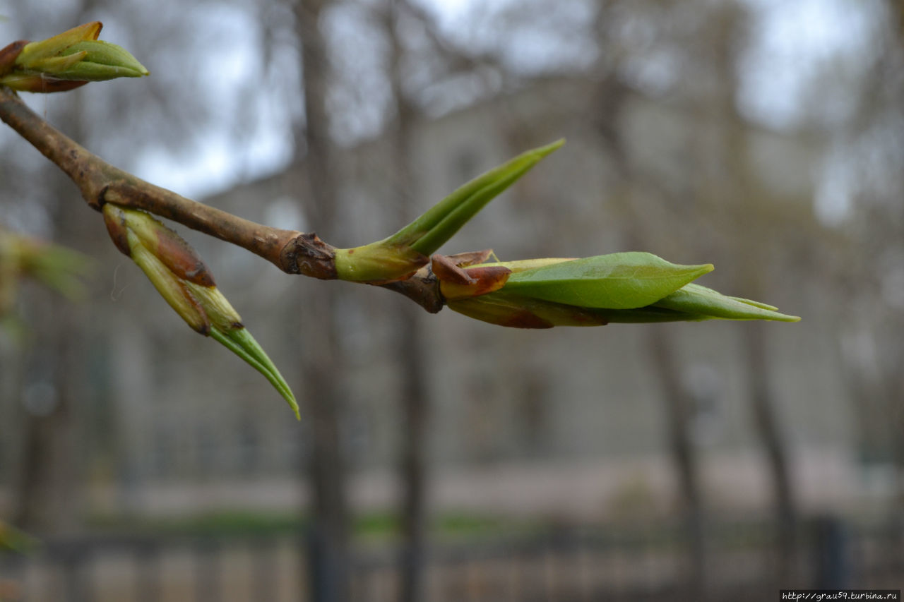 Весна: почки, сережки и листочки Саратов, Россия