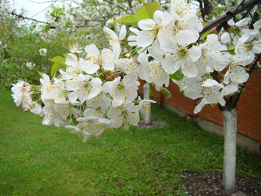 Моя сакура Москва, Россия